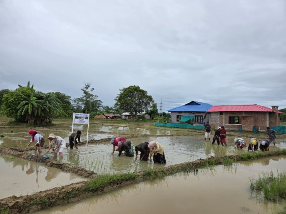 Participants transplant paddy seedlings during an ICAR-KVK Dimapur field demonstration showcasing scientific line transplanting and natural farming practices at Khriezephe Village.